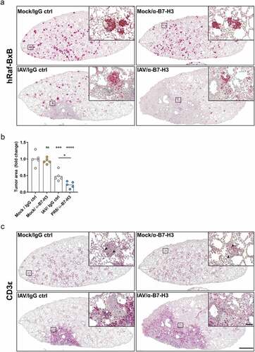 Figure 6. Combination of oncolytic IAV infection and B7-H3 ICI application leads to tumor foci destruction and increased lung- and tumor-infiltration with T lymphocytes