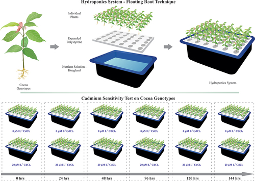 Figure 2. Scheme of assembly of the floating root hydroponic system for Cd sensitivity testing in young plants of five genotypes of fine-aroma cocoa.