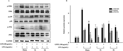 Figure 8. Effects of GPFE on MAPKs signalling pathways in LPS-induced RAW264.7 cells. (A) Western blots of ERK, JNK, p38, p-ERK, p-p38, p-JNK and GAPDH protein expressions. (B) Relative expressions of these proteins. Data were presented as means ± SD, *p < 0.05 vs. LPS group.