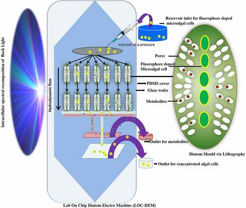 Figure 3. Lab on Chip Diatom Electro Machine (LOC-DEM) to remove wastewater pollutants while clean separating the algal concentrate flowing at hydrodynamic flow under the influence of intracellular spectral recomposition of light
