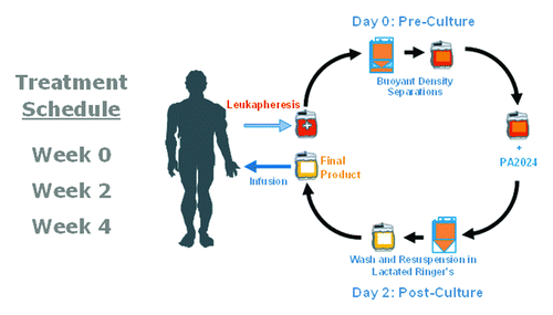 Figure 2. A full course of treatment with sipuleucel-T comprises 3 doses at approximately 2-week intervals. The leukapheresis product undergoes a series of buoyant density separations to isolate PBMCs for incubation with PA2024 for 36–44 h. Following this incubation, the cells are washed, resuspended in lactated Ringer’s solution, and returned to the patient.