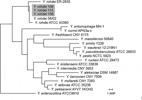 Figure 1. Phylogenetic tree based on partial 16S rRNA sequencing of Y. rohdei isolates from reindeer and kelp gull investigated in the present study (highlighted) compared to other Y. rohdei isolates and the type strains of other Yersinia species.