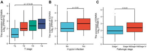 Figure 2 Box plot assessing EDNRA expression of patients with STAD according to different clinical characteristics. (A) T classification; (B) H. pylori infection; (C) pathologic stage.