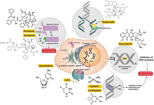 Figure 1. The mechanisms of action of the main chemotherapeutic agents.There are several mechanisms by which chemotherapeutic agents act in the cancer cell (a) intercalate into DNA and disrupt topoisomerase-II-mediated DNA repair (doxorubicin); (b) promote microtubule polymerization and stabilization (paclitaxel and docetaxel); (c) form DNA crosslinks (cisplatin, carboplatin); (d) inhibit thymidylate synthase (TS) (5-fluorouracil); (e) act as pyrimidine nucleoside antimetabolite (gemcitabine); (f) bind to the minor groove of the DNA (trabectedin). Commonly, all of them cause inhibition the DNA replication and transcription and cancer cell death. The detailed explanation is given in the paragraph “Cancer chemotherapy, chemoresistance and immunomodulation”.