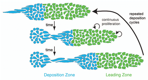 Figure 4 The proliferation-dependent primordium lengthening model of periodic proneuromast deposition. Proliferation in the leading zone (green) displaces cells into the deposition zone (blue) where they begin slowing down and depositing from the primordium. When an entire proneuromast is displaced into the deposition zone it deposits. This leads to a shortened primordium (middle part). Proliferation continues, another proneuromast is displaced into the deposition zone, and the cycle repeats (reproduced with permission from Aman et al.Citation36).