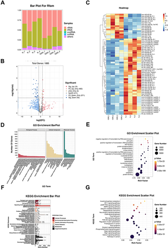 Figure 2 MiRNA sequencing analysis. (A) Bar chart representation of the distribution of small RNA categories in NUB-exo and GDMUB-exo samples. (B and C) Volcano plot and heatmap of differentially expressed miRNAs. (D and E) Bar plot and scatter plot of GO enrichment of the target genes. The rich factor indicates the ratio of the number of differentially expressed genes divided by the total number of genes annotated with a specific term. For a term, a smaller p value indicates a higher degree of enrichment. The diameter of the point represents the number of genes enriched with the item. (F and G) Bar plot and scatter plot of KEGG enrichment analysis of the target genes. The percentage of genes refers to the percentage of significantly enriched genes in the corresponding secondary categories. The number of target genes enriched in the KEGG pathway, p value and rich factor are shown in scatterplot. Rich factor = (number of target genes in KEGG pathway)/(total number of genes in KEGG pathway).