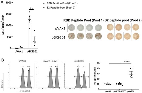 Figure 1. Peptide pool 1 induced strong T cell responses in Balb/c mice. Balb/c mice (n = 5/group) were immunized twice two weeks apart with 25 μg pGX9501 or pVAX1 (empty vector). T cell responses were analyzed on day 14 after the second injection. (A) Splenocytes were harvested, and IFN-γ ELIspot T cell responses were measured after stimulation for 20 h with overlapping peptide pools 1 or 2. (B) Antigen-specific cytotoxic lymphocyte (CTL) killing activity was evaluated by an in vivo CTL assay. Target cells at 4 × 106/ml from naïve mice were peptide-pulsed with pool 1 then labelled with a high concentration of eFlour450 in vitro. Control cells were non-peptide-pulsed cells and labelled with a low concentration of eFluor450. The cells were mixed and transferred i.v. into immunized mice. After 5 h, splenocytes were harvested, and the intensity of eFlour450 peptide labelled target cells was compared with the non-peptide-labelled negative control cells by flow cytometry. pVAX1-s-WT was made from the wild type sequence of the full-length spike protein of the SARS-CoV-2(SARS-CoV-2/WH-09/human/2020/CHN) was subcloned into the pVAX1. The sequence of the same region was optimized via SynCon technology, synthesized, and cloned into pVAX1 as the pGX9501.