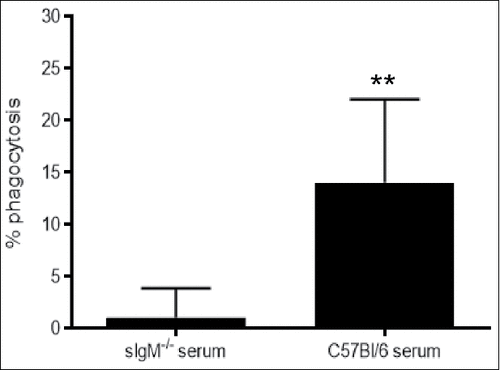 Figure 5. Effect of passive transfer of naïve sera on alveolar macrophage phagocytosis of Cryptococcus neoformans-infected Rag1−/− mice. Phagocytosis, measured by the percent of intracellular yeast cells compared with untreated cells, by alveolar macrophages, 24 hrs post-infection is shown on the Y axis for IgM-deficient and IgM-containing IgG-depleted C57Bl/6 serum. Data from 2 independent experiments are shown. ##p < 0.01, Student's t-test
