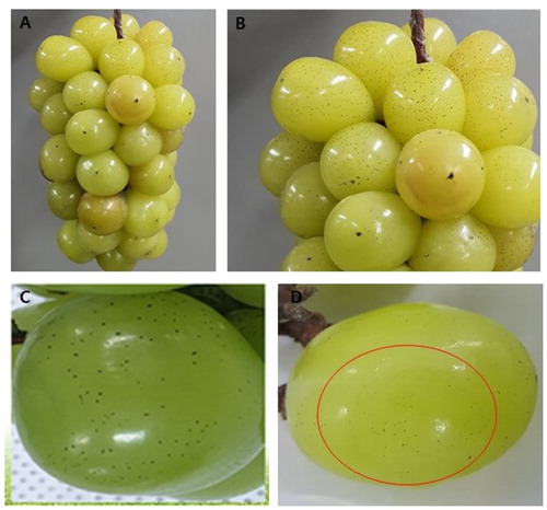 Figure 1. Symptoms of flyspeck on Shine Muscat fruits. (A, B) Symptoms on naturally infected grapes; (C, D) Flyspeck symptoms on artificially inoculated fruit.
