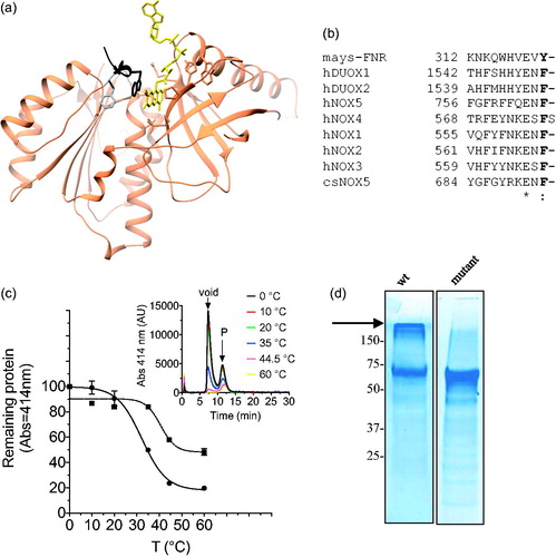 Figure 1 The PWLELAAA insertion stabilizes the full-length csNOX5. (A) csDH three-dimensional structure with bound FAD (carbons in yellow; PDB ID code: 5O0X). The C-terminal PW695LELAAA extension is in black and Phe693 is in gray. (B) Sequence alignment of the human NOX family members, C. stagnale NOX5, and zea mays Ferredoxin: NADP+ reductase (FNR). The conserved aromatic residue is indicated in bold. Alignment produced with Clustal Omega. (C) Melting curves for csNOX5 were obtained by incubating the purified enzymes at the indicated temperatures for 1 h, followed by quenching on ice, centrifugation, and then subjected to size exclusion chromatography. Heme retention was followed by monitoring its absorbance at 414 nm (inset, peak indicated as “P”). The remaining fraction of the heme-containing protein was normalized against the control (0 °C). Data from two experiments performed in duplicate were analyzed by nonlinear regression using Prism software (GraphPad). Values representing the means ± the standard error mean were as follows: wild type (continuous line) = 32.2 ± 1.1 °C, F693insPWLELAAA mutant (dashed line) = 40.6 ± 1.9 °C. For some of the data points, the error bars are the same size or smaller than the symbols. D) Coomassie stained SDS-PAGE of purified full-length csNOX5, wild type (left lane) and F693insPWLELAAA (right lane): the arrow points to aggregated protein. Mass spectrometry confirmed that the protein in the two samples is csNOX5.