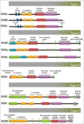 Figure 1. Schematic diagram illustrating the domain architecture of diacylglycerol kinase isoforms. The ten members of the mammalian DGK family are grouped into 5 types according to their regulatory domains. PH, pleckstrin homology domain; SAM, sterile α motif domain.