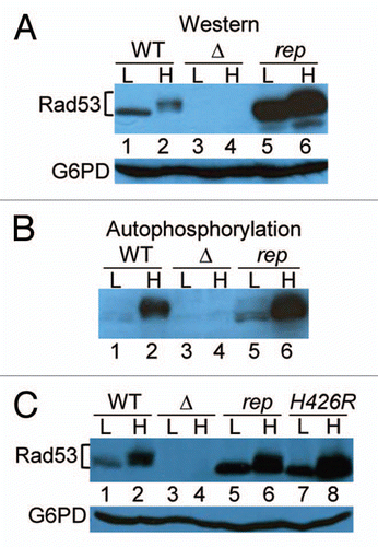 Figure 3 Rad53 protein is autophosphorylated in the rad53-rep mutant after treatment with HU. Log phase cultures of RAD53 (TMH122; WT), rad53Δ (TMH116; Δ), rad53-rep (TMH115; rep) and rad53-H426R (TMH 453; H426R) strains were treated in 0.2 M HU for three hours. Protein extracts were prepared from log phase (L) and HU-treated (H) strains and analyzed by western blotting (A and C) using Rad53 antibodies and glucose-6-phosphate dehydrogenase (G6PD) antibodies as a loading control or by the in situ autophosphorylation assay (B).