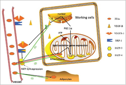 Figure 2. The involvement of the VEGF-B in the lipids translation, and the observed phenotype in the targeted VEGF-B treatment in various rodent animals. The black line stands for the pathways under physical conditions; the red for the pathological conditions; the green for the changes after the neutralizing VEGF-B strategies (the VEGF-B−/− model or VEGF-B antibody treatment). Under normal conditions, the PGC1-α regulates the coexpression of VEGF-B and the lipids oxidation associated genes, thus establishing a balance between the VEGF-B medicated lipids uptake and the energy demands of the metabolic cells, and the excessive lipids are stored in the adipocytes. When pathologic, the redundant lipids in the non-adipocyte tissues cause the abnormal insulin behavior, inducing the subsequent insulin resistance and the T2DM. Genetic or pharmacological inhibition of VEGF-B signaling leads to the (1). Decreased distribution of FATP3/4 on the ECs; (2). Less intracellular lipid droplets in working tissues; promoted insulin sensitivity and glucose uptake, ameliorated glucose tolerance; metabolic transformation from FAs to glucose oxidation; a lower risk for CVD; protected islet architecture and β-cell apoptosis; (3). Lipids redistribution to adipose tissues, leading to weight gain.