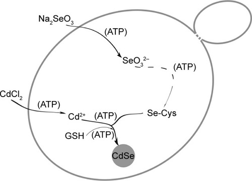 Figure 8 Schematic illustration of the points of action of ATP in the CdSe QDs biosynthesis process in Saccharomyces cerevisiae.Abbreviations: GSH, glutathione (l-γ-glutamylcysteinylglycine); QDs, quantum dots.