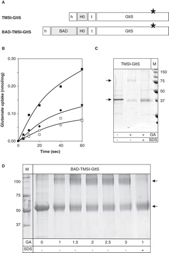 Figure 5. Fusions of TMSI of CitS to the GltS transporter. (A) Schematic representation of the TMSI-GltS and BAD-TMSI-GltS hybrids. h, His6-tag; BAD, BAD domain; H0, N-terminal plus TMSI of CitS; t, TEV protease cleavage site. The star indicates the N356C mutation in GltS. (B) Uptake of 14C-glutamate by RSO membranes containing TMSI-GltS (•,○) and BAD-TMSI-GltS (▪,□) before (•,▪;) and after (○,□) treatment of the membranes with 1 mM NEM for 10 min. Membrane protein concentrations were 1 mg/ml. Glutamate uptake was expressed in nmol per mg of membrane protein in the sample. (C) SDS-PAGE analysis after treatment of partially purified TMSI-GltS with 2 mM glutaraldehyde (GA) for 20 min in the presence and absence of 1% SDS as indicated at the bottom. Right lane, marker proteins with the molecular masses indicated in kDa. (D) SDS-PAGE analysis of partially purified BAD-TMSI-GltS treated with the indicated concentrations of glutaraldehyde (GA) for 10 min in the presence and absence of 1% SDS as indicated at the bottom. Left lane, marker proteins. Arrows from top to bottom point at the dimeric and monomeric protein bands, respectively.