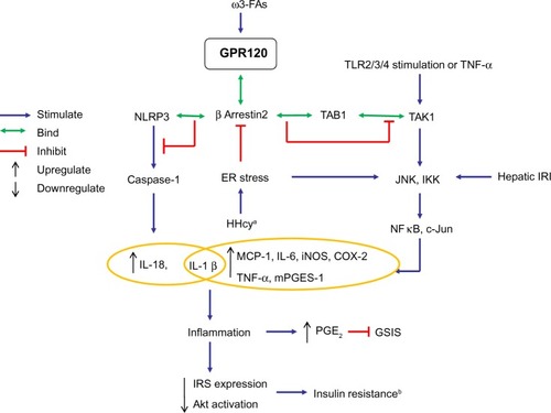 Figure 2 Schematic overview of the GPR120-β-arrestin-2 signaling pathway mediating anti-inflammatory effects.