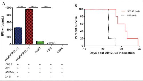 Figure 5. vvDD-CXCL11 elicited tumor-specific systemic immunity. Tumor-bearing BALB/c mice were treated as described in Fig. 2. Splenic CD8+ T cells (4 × 105 cells per assay) were isolated on day 20 post AB12-luc cell inoculation and restimulated with mitomycin C (MMC) treated AB12-luc (4 × 104) or control tumor CA51 cells (4 × 104) in the presence of 4,000-Rad-irradiated naive CD8− splenocytes (2 × 106) in 200 µL culture medium for 48 h. IFNγ in the culture supernatant was determined by ELISA (A). Splenocytes (3 × 107) from vvDD-CXCL11-cured mice 60 d post AB12-luc cell inoculation or PBS were adoptively transferred into naïve BALB/c mice and then challenged with AB12-luc (4 × 105) on the next day. Animal survival is presented using Kaplan-Meier survival curves (B). Symbol **** stands for p < 0.001.