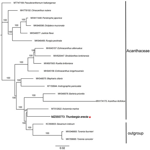 Figure 1. Maximum Likelihood tree showing the relationship among Thunbergia erecta and representative species within Acanthaceae, based on whole chloroplast genome sequences, with 2 taxa from Lamiales as outgroup. The bootstrap supports the values shown at the branches.