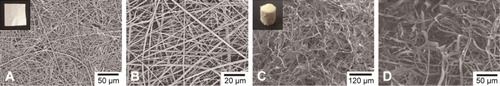 Figure 2 Digital photographs and SEM images.Notes: (A and B) PLA–gelatin nano-fiber membrane with low and high magnifications. (C and D) PLA–gelatin nano-scaffold with low and high magnifications.Abbreviation: SEM, scanning electron microscope.