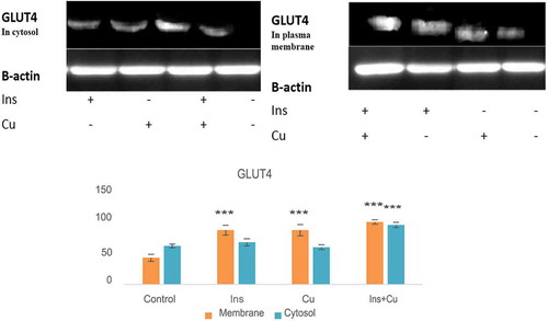 Figure 2. Effect of curcumin and insulin on cytosolic GLUT 4. Mutual synergism between curcumin and insulin enhances GLUT 4 translocation to the membrane. C2C12 cells were treated with 40 µM curcumin for 2 h in the presence or absence of insulin (100 nM).* P < 0.05; as compared with the control value.Ins: insulin, Cu: curcumin