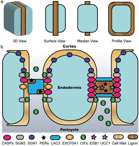 Figure 1. Schematic representation of the multi-protein framework for CS development. (a) The morphology of CS observed from different views. (b) Model for how the wall domain coordinates with the membrane domain to spatially define CS. Before the diffusion barrier is established, as shown on the left portion, SGN3 and SGN1 recognize the CIF peptides emanating from the stele to act as a surveillance system that activates localized ROS and downstream gene expression. As shown on the right portion, LAC3 participates in forming the cell wall domain, which together with EXO70A1 help focalize CASPs to demark the CS membrane domain and recruit PER64 for further lignification and proper sealing of the extracellular space. ESB1 and UCC1 are involved in this scenario with unknown functions. Once the CS is sealed, the CIF peptides are trapped in the pericycle side and thus cease signaling.