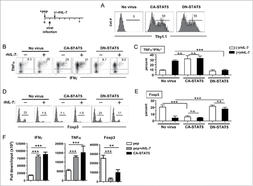 Figure 5. IL-7-driven polyfunctionality is STAT5-dependent. The experimental timeline is depicted in the schema. Spleen cells from DO11.10 TCR-Tg mice were labeled with violet dye and stimulated with the cognate peptide for 24 h. Cells were then harvested and spun infected with CA-STAT5 or DN-STAT5 retrovirus carrying the Thy1.1 marker. 12 h after infection, cells were harvested and restimulated with peptide-pulsed spleen cells from CD45.1 mice as APCs with or without addition of rhIL-7 (100 ng/mL). Cells were subsequently cultured for an additional 4 d and subjected for FACS analysis. (A) Viral transduction efficiency in CD4+ T cells evaluated by expression of Thy1.1 marker. Histograms shown are representative of three independent experiments. Numbers indicate the percent of virus-infected cells in total CD4+ T cell population. (B) Cytokine profiles of virus-infected CD4+ T cells. Cells recovered from culture were subjected to intracellular staining for TNFα and IFNγ. Representative dot plots shown are gated on divided CD4+ T cells. Numbers indicate the percent of TNFα+ IFNγ+ cells. (C) Summary of the results shown in (B). (D) Expression profiles of Foxp3 in virus-infected CD4+ T cells. Numbers indicate the percent of Foxp3-positive cells in divided CD4+ T cells. (E) Summary of the results shown in (D). Data are pooled from three independent experiments and shown as mean ± SD. (F) Histone 3 acetylation ChIP assay. Spleen cells from 6.5 TCR-Tg mice were transduced with CA-STAT5 retrovirus in the absence of rhIL-7. Infected CD4+ T cells were FACS-sorted and subjected to H3ac ChIP assays. CD4+ T cells stimulated with peptide in the absence or presence of rhIL-7 were used for comparison. The immuneprecipitated DNA was analyzed by real-time PCR to assess H3 acetylation in the promoter regions of IFNγ, TNFα and Foxp3. Results are normalized to input DNA. Data shown are representative of two independent experiments with similar results. *, p <0 .05; **, p <0 .01; ***, p <0 .001. n.s., not statistically significant.