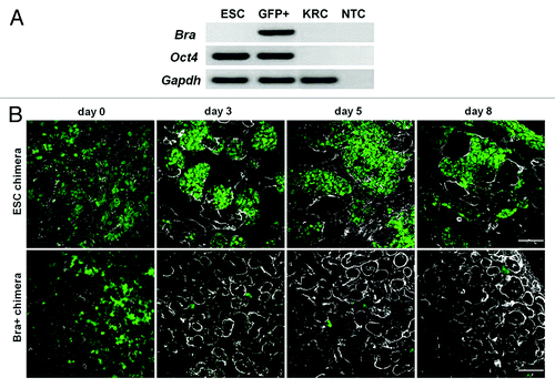 Figure 4. Expression of Oct4. (A) RT-PCR for Oct4 in undifferentiated ESCs, Bra+ (GFP+) cells and KRCs. Note that undifferentiated ESC and Bra+ cells express Oct4 just before being introduced into the chimera, whereas KRCs do not; NTC, no template control. (B) Oct4 (green nuclei) and laminin (white BMs) immunostaining within chimeras containing ESCs or Bra+ cells. Chimeric organs at day 0 were fixed 2–3 h following re-aggregation. Note plentiful large Oct4+ colonies in ESC chimeras. In contrast, there is a paucity of Oct4+ cells in the Bra+ chimeras. Scale bars, 60 μm