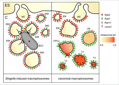 Figure 1. Schematic representation of macropinosome-like vesicles induced by Shigella infection in comparison to the canonical macropinocytic pathway. On the right side, canonical macropinosomes traffic along the endolysosomal pathway, where they are eventually degraded. Rab5 (red) is first recruited to nascent macropinosomes, similar to its recruitment to early endosomes. Then, it is replaced by Rab7 (green). Acquisition of Rab7 implies retrograde transport along microtubules and subsequent fusion with lysosomes. Upon fusion with lysosomes, macropinosomes acquire lysosomal markers such as Lamp1 and hydrolytic enzymes leading to their acidification. In contrast, macropinosome-like vesicles induced by Shigella infection block their maturation before their fusion with lysosomes (left side). Rab11 (magenta) is instead recruited by the bacterial effector IpgD. Bacterial subversion of Rab11, and its recruitment to Shigella-induced macropinosomes, promotes efficient vacuolar escape. ES, extracellular space; C, cytosol; MC, macropinocytic cup; SIM, Shigella induced macropinosome; BCV, bacteria containing vacuole; B, bacteria; EM, early macropinosome; LM, late macropinosome; LM/Ly, late macropinosome-lysosome; Ly, lysosome; arrow, intramacropinosomal vesicle.