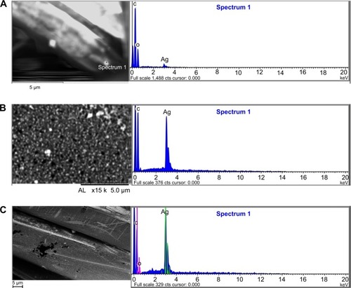 Figure 1 SEM-EDX images of silver containing textiles analyzed before the release test.Notes: Morphologic and electron image of: (A) material 1 gauze fiber; (B) material 2; (C) material 3.Abbreviation: EDX, energy dispersive X-ray spectroscopy; SEM, scanning electron microscopy.