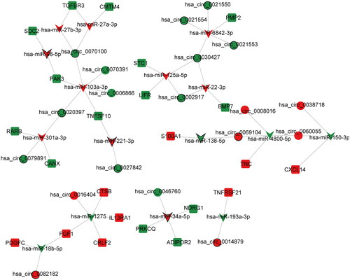 Figure 3. ceRNA (circRNA-miRNA-mRNA) regulatory network in PTC. V-shaped, circle and square represent DEmiRNAs, DEcircRNAs and immune-related DEmRNAs, respectively. Red and green represent up- and down-regulation, respectively. The black border represents the top 10 up- and down-regulated DEmiRNAs, DEcircRNAs and DEmRNAs.