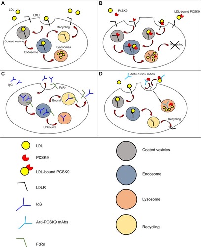 Figure 1 Mechanism of action and clearance for PCSK9 and anti-PCSK9 antibodies.