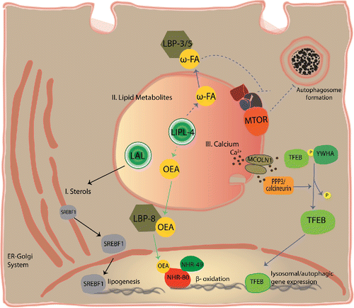 Figure 2. Long-range signals from the lysosome coordinate nutrient homeostasis. The lysosome generates signals that travel to activate cell autonomous or systemic responses that promote nutrient homeostasis. Some of these signaling pathways are depicted here: I. Cholesterol uptake and synthesis is controlled from the lysosome. Cholesterol is taken up and processed by the lysosomal system. When the lysosome releases enough cholesterol, the transcription factor SREBF/SREBP is in the ER. By contrast, low cholesterol promotes SREBF trafficking from the ER to the Golgi (not shown), and then to the nucleus where it transcribes genes involved in lipid uptake and biosynthesis.Citation110 II. Lysosome fatty-acid derivatives distally control autophagy and the transcription of β-oxidation genes. In C. elegans, fasting leads to increased lysosomal lipase activity (LIPL-4).Citation112 Increased LIPL-4 activity is capable of: 1) generating lipid signals including ω-3 and ω-6 polyunsaturated fatty acids (ω-FA) and oleoylethanolamide (OEA),Citation80,112 2) inhibiting LET-363/MTOR,Citation113 3) activating autophagy,Citation112,113 and 4) inducing β-oxidation and other metabolic genes through NHR-49 and NHR-80.Citation80 ω-3 and ω-6 polyunsaturated fatty acids are transported to distant tissues by LBP-3 and LBP-5, and OEA is transported to the nucleus by LBP-8. Green arrows indicate unconfirmed activation during fasting conditions. Dotted lines illustrate likely pathways that have not been directly tested (intermediate steps are likely). III. Lysosomal calcium activates lysosomal biogenesis and autophagy. Starvation triggers calcium release from the lysosome through the MCOLN1 channel. Calcium then activates the phosphatase PPP3/calcineurin, which dephosphorylates TFEB promoting its translocation to the nucleus where it transcribes genes involved in lysosomal biogenesis and autophagy.Citation116 LAL, lysosomal acid lipases.