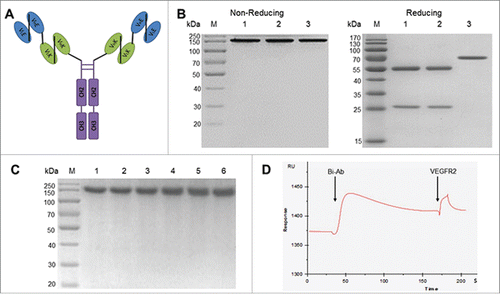 Figure 1. The structure, stability and bispecificity of Bi-Ab. Structure of the anti-EGFR/VEGFR2 bispecific antibody (A) VLE, variable light region of cetuximab; VHE, variable heavy region of cetuximab; VLK, variable light region of mAb-04; VHK, variable heavy region of mAb-04. SDS-PAGE analysis of the purified Bi-Ab (B) Lane M, marker; lane 1, cetuximab; lane 2, mAb-04; lane 3, Bi-Ab. SDS-PAGE was used to analyze the thermostability of Bi-Ab (C) Lane M, marker; lane 1–6, sample incubated for 0, 3, 6, 9, 12 and 15 d at 37℃. The surface plasmon resonance spectroscopy analysis (D) VEGFR2 was injected after Bi-Ab were flowed over the EGFR-immobilized sensor chip. RU, resonance units.