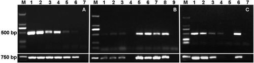 Fig. 10. PCR detection of Fusarium oxysporum f. sp. cubense (FOC) tropical race 4 (TR4) from various samples using specific primer set W2987 F / W2987 R. (A) Sensitivity tests using serial dilutions of DNA from isolate XJZ2 (FOC TR4) as templates. Lane M, marker; lanes 1–6, template DNA with a concentration at 100, 10, 1, 0.1 0.01 0.001 ng μL−1, respectively; lane 7, ddH2O. (B) PCR amplification using DNA isolated from diseased banana tissue as templates. Lane M, marker; lanes 1–3, different DNA samples from diseased banana plant tissues; lane 4, DNA from healthy banana tissue; lanes 5–7, pathogen DNA isolated from diseased banana tissue; lane 8, positive control; lane 9, ddH2O. (C) PCR amplification using DNA isolated from soil samples mixed with different amount of spores of isolate XJZ2 as templates. Lane M, marker; lanes 1–4, DNA isolated from soil samples mixed with 1×105, 1×104, 1×103, 1×102 and 0 spores mL−1, respectively; lane 6, positive control (XJZ2); lane 7, ddH2O.