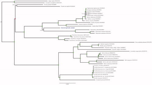 Figure 1. ML phylogenetic tree of L. canum and 42 Lamiaceae species based on chloroplast complete genome; branch supports values were reported as SH-aLRT/UFBoot; green solid dot denotes supports values of 100/100.