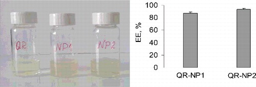 Figure 2. Images of dispersions containing free (QR) and encapsulated quercetin (QR-NP1 and QR-NP2) in equimolar concentration (A) and encapsulation efficiency (B) Mean ± SD (n = 3).