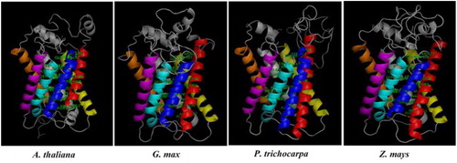 Figure 5. 3 D models of NIP5;1 boric acid channels from Arabidopsis thaliana, Glycine max, Populus trichocarpa and Zea mays. TMDs were specified with different colors, TMD1 with red, TMD2 with blue, TMD3 with yellow, TMD4 with magenta, TMD5 with cyan, TMD6 with orange and other structures with gray. Labeled residues show the potential motif signatures identified in alignment analysis.