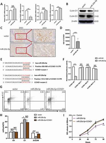 Figure 5. CCND1 is a direct target of miR-20b-5p. (a) HCT116 cells were transfected with miR-20b-5p-mimic or mimic-con (final concentration, 50 nM). 48 hours later, mRNA levels of E2F1, CCND1, CDK4 and CDK6 were determined by RT-PCR and normalized to the level of GAPDH. (b) CCND1 protein level was determined by western blot and normalized to the expression level of β-actin. (c) Immunohistochemical results showed that CCND1 expression was significantly reduced in miR-20b-5p overexpressing tumor tissues. (d) Quantitative analysis of CCND1 in xenograft tumors in control and miR-20b-5p overexpressed group. (e) Schematic representation of miR-20b-5p binding to CCND1 3’UTR, and respective mutagenesis performed to disrupt miR-20b-5p binding sites. (f) 293 T cells were cotransfected with CCND1-3’UTR-WT, CCND1-3’UTR-mut1, CCND1-3’UTR-mut2, and CCND1-3’UTR-mut 1 + 2, together with miR-20b-5p-mimic or mimic-con. 48 h later, luciferase activity was determined and normalized to Renilla luciferase activity (g-i) After transfected pCMV-CCND1 into HCT116 cells overexpressing miR-20b-5p, flow cytometric assay and CCK8 assay were performed. Cells were first stained by Ki-67/Hoechst before conducting flow cytometric assay to examine the cell proliferation. Results of flow cytometric analysis (g) and percentages of G0/G1/G2-S-M were shown (h). (i) Time course of CCK-8 assay. Data are presented as the mean ± SEM from three independent experiments performed in triplicate. *P ≤ 0.05, **P ≤ 0.01