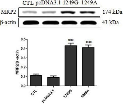 Figure 1 Overexpression levels of wild-type and variant MRP2 in stable recombinant LLC-PK1 cell lines. Compared with pcDNA3.1 group, **p<0.01.Abbreviations: CTL, untransfected LLC-PK1 cells; pcDNA3.1, transfected with empty vector; 1249G, transfected with 1249G wild-type allele; 1249A, cells transfected with 1249A variant allele.
