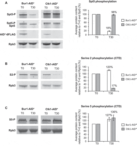 Figure 2. Depletion of Bur1 reduces Spt5 phosphorylation, whereas depletion of Ctk1 reduces serine 2 phosphorylation of the CTD