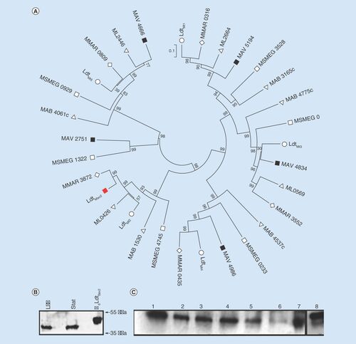 Figure 1. L,D-transpeptidases in mycobacteria and expression of LdtMav2. (A) Cladogram of L,D-transpeptidases from various mycobacteria. Multiple alignment and phylogeny analysis of L,D-transpeptidases from Mycobacterium tuberculosis (O), Mycobacterium smegmatis (□), Mycobacterium absessus (Δ), Mycobacterium leprae (∇), Mycobacterium marinum (◊) and Mycobacterium avium (□). LdtMav2 is highlighted as a red-closed square. (B) Western blot analysis of cell wall and cytosolic fractions of M. avium harvested at logarithmic (log) and stationary (stat) phases of growth and probed with antibody against LdtMav2. His6-tagged LdtMav2 is included as a control (far right). (C) Levels of LdtMav2 in the presence of 100 µM iron (lane 1), 40 µM iron (lane 2), 0.05% SDS (lane 3), 2 µg/ml crystal violet (lane 4), 1 µg/ml tebipenem (lane 5), H2O (lane 6), Middlebrook 7H9-enriched medium (lane 7) and His6-tagged LdtMav2 as a control (lane 8).