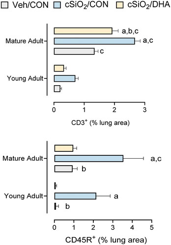 Figure 9. cSiO2-triggered infiltration of T and B cells is greater in mature adult NZBWF1 mice compared to young adult NZBWF1 mice. Morphometric data from this study were compared to that previously reported in for young adult mice (Bates et al. Citation2019). (A) cSiO2 exposure induced significant infiltration of CD3+ T-cells at 5-wk PI in mature adult mice but not in young adult mice. (B) cSiO2-induced infiltration of CD45R+ B-cells at 5-weeks PI in mature adult mice was greater than that in young adult mice. DHA significantly reduced (A) CD3+ T-cell infiltration in marine adult cSiO2-exposed mice and (B) CD45R+ B-cell infiltration in both mature adult and young adult mice. Letters: a, significantly different from VEH/CON for the specified endpoint (p < 0.05); b, significantly different from cSiO2/CON for the specified endpoint (p < 0.05); c, significantly different from young adult mice within the same treatment group and specified endpoint (p < 0.05).