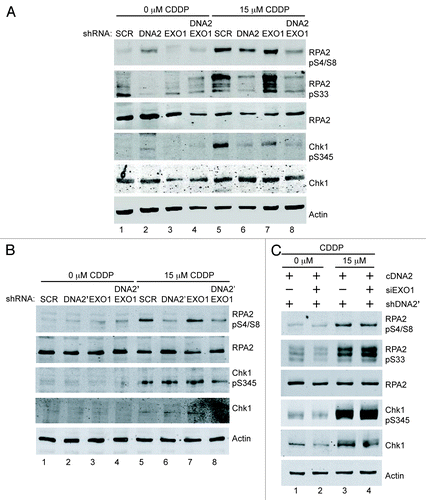 Figure 2. DNA2 and EXO1 are required for resection at ICL-induced damage. (A) shDNA2/EXO1 siRNA-treated cells exposed to cisplatin (15 μM, 24 h) show reduced phosphorylation of RPA2 S4/S8, S33 and Chk1 S345 compared with shSCR-treated cells . (B) shDNA2’/EXO1 siRNA-treated cells exposed to cisplatin (15 μM, 24 h) show reduced phosphorylation of RPA2 S4/S8, S33 and Chk1 S345 compared with shSCR-treated cells and ectopically expressed, RNAi-resistant DNA2 restored RPA and Chk1 phosphorylation in depleted U2OS cells (C). CDDP,cisplatin. Experiments were performed at least twice. See also Figure S2. See Experimental Procedures for details.