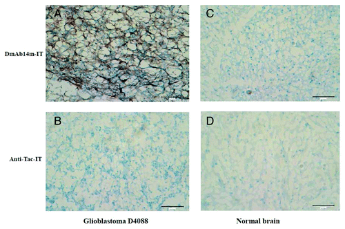 Figure 5. Immunohistochemical analysis by DmAb14m-IT against glioblastoma and normal brain frozen tissues. Glioblastoma tissues glioblastoma-D4088 (A, B) and normal adult brain tissues (C, D) were stained by DmAb14m-IT (A, C) and structural negative control Anti-Tac-IT (B, D). Magnification: 200 × .