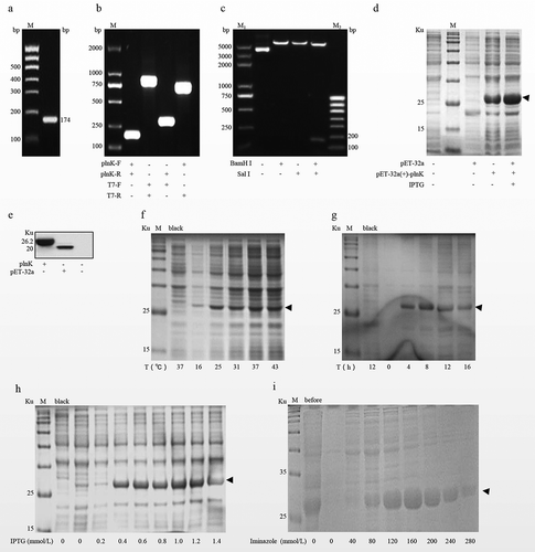 Figure 1. Prokaryotic expression of the lactobacillin PlnK