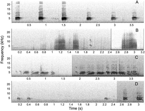 Figure 2. Spectrograms of the four vocalizations identified for the Chilean Swallows. Each capital letter in the figure (A, B, C and D) indicates a different vocalization type. With the exception of vocalizations B and C, the rate of emission is representative of the natural rate. In figures C and D, two variants of the same vocalization type are shown.