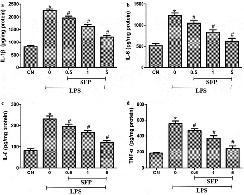 Figure 4. Effects of sulforaphane (SFP) on inflammatory injury in Caco-2 cells induced by LPS. Cells were exposed for 24 h to LPS (1 μg/mL) and different concentrations of sulforaphane (0.5–5 μM). (a) IL-1β. (b) IL-6. (c) IL-8. and (d) TNF-ɑ. Values are mean ± SD (n = 6). Difference between two groups was performed by an independent-samples t-test, *P < 0.05 vs. control group (CN); #P < 0.05 vs. LPS group. The difference between different concentrations of sulforaphane was performed using one-way analysis of variance