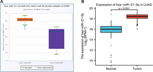 Figure 2 (A) Boxplots showing differential miR-21-5p expression between LUAD and normal tissues using starBase v3.0 project; (B) Boxplots of miR-21-5p differential expression between LUAD and normal tissues based on R software.