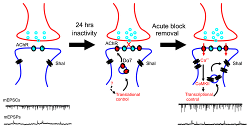 Figure 1. A model of homeostatic plasticity in Drosophila central neurons. Twenty-four hour block of nAChRs results in a translational upregulation of Dα7 nAChRs, through an unknown signal pathway (indicated by dotted arrow). During the block, Shal K+ channel levels are unchanged. Briefly after washout of the antagonist, an increased influx of Ca2+ ions through newly translated Dα7 nAChRs activate CaMKII, leading to enhanced transcription of Shal K+ channels. mEPSCs are larger due to the increased number of nAChRs, whereas mEPSPs are stabilized to control levels because of regulation by newly expressed Shal K+ channels.