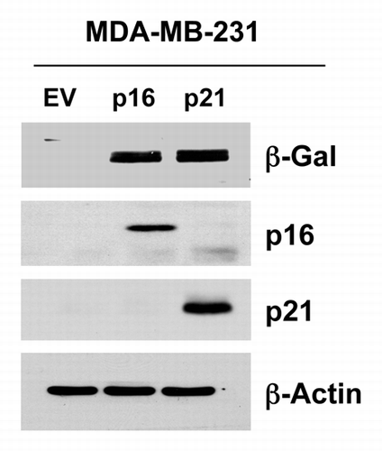 Figure 13. Generating MDA-MB-231 breast cancer cell lines, which overexpress p16(INK4A) and p21(WAF1/CIP1). MDA-MB-231(GFP) cells were transduced with lenti-viral vectors encoding p16(INK4A) and p21(WAF1/CIP1), and then selected for puromycin-resistance. Control cells transduced with the empty vector (EV; Lv-105) were produced in parallel. Then, these stable cell lines were subjected to biochemical analysis. Note the overexpression of markers of cell cycle arrest and senescence [p16(INK4A, p21(WAF1/CIP1) and β-galactosidase] is observed. Blotting with β-actin is shown as a control for equal protein loading.